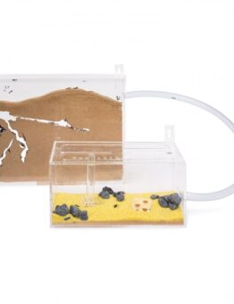 Medium Wall Mounted Sand Ant Farm