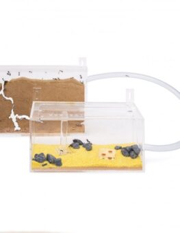 anthouse-wall-kit-mini-ants-nests-kits-anthouse