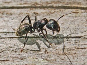 Camponotus vagus