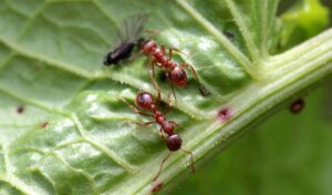 Myrmica Rubra - Fire Ants