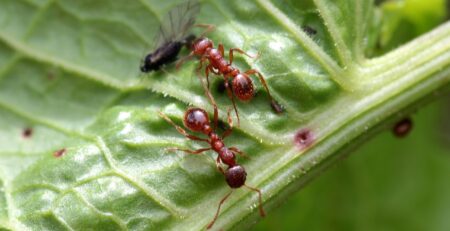 Myrmica Rubra - Fire Ants