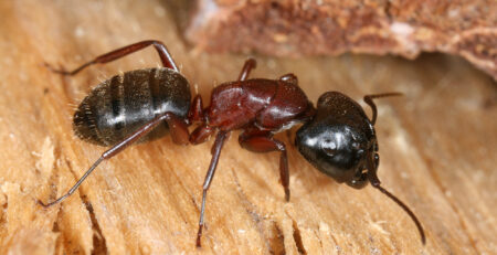 carpenter ants