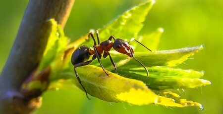 Are Ant Farms Worth It?