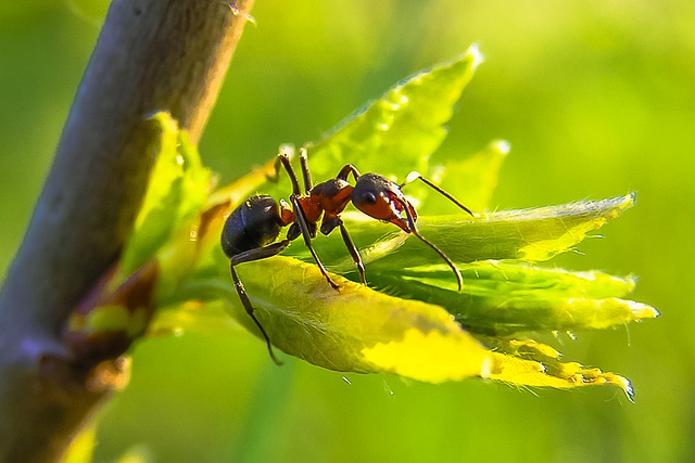 Are Ant Farms Worth It?