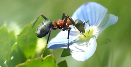 Can You Buy Ant Queens in the UK?