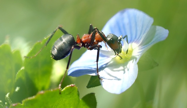 Can You Buy Ant Queens in the UK?