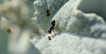 Can You Own An Ant Farm?