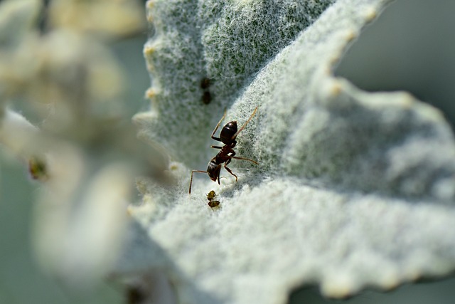 Can You Own An Ant Farm?