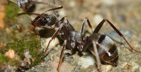 Can you keep ants in the UK?