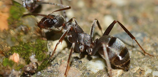 Can you keep ants in the UK?