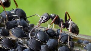 How Long Can You Keep Ants in an Ant Farm?