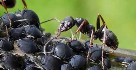 How Long Can You Keep Ants in an Ant Farm?