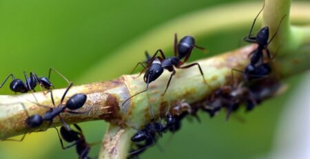 What Is the Easiest Ant Species to Keep in the UK?