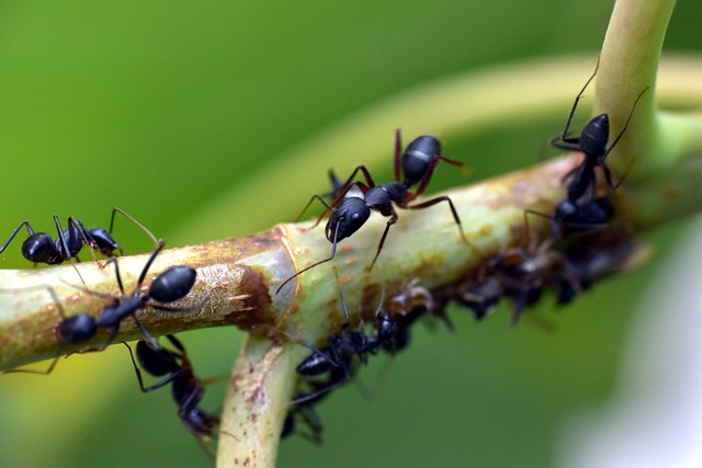 What Is the Easiest Ant Species to Keep in the UK?