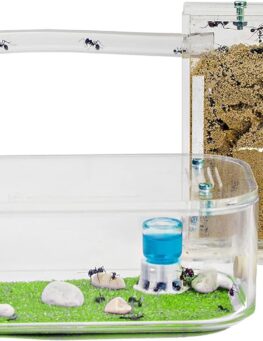 Natural Sand Ant Farm 12x10x1cm + 18x10x5cm Foraging Area 2