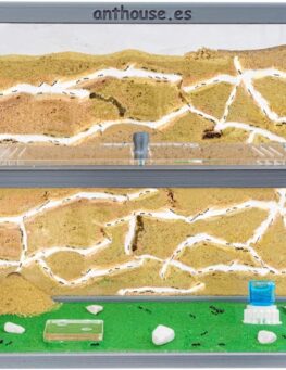 Natural Sand Ant Farm Kit Large 30x15x10 cm