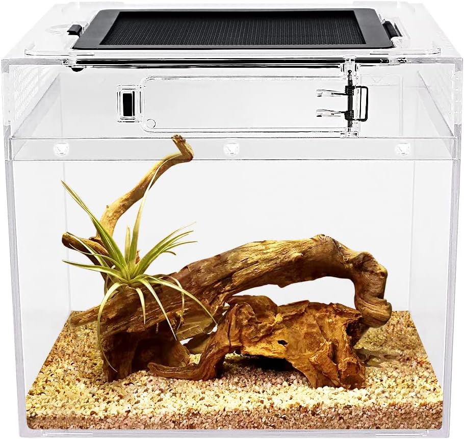 Stick Insect Tall Terrarium 8x8x12 | Antkeeping.co.uk