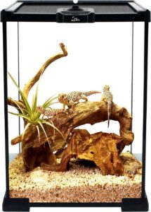 Stick Insects Terrarium 8x8x12