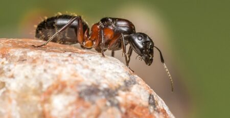 What is The Best Ant to Keep in the UK