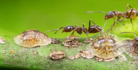 Argentine Ants