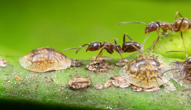 Argentine Ants