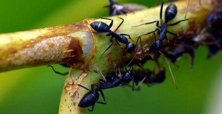 Can ants survive without a colony