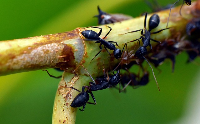 Can ants survive without a colony