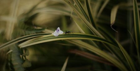 Can you keep Ants as Pets in the UK