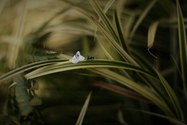 Can you keep Ants as Pets in the UK