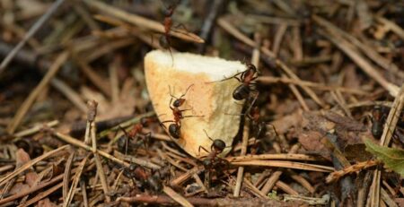 Can you turn a worker ant into a queen ant?