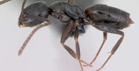 Erratic Ant -Tapinoma_erraticum