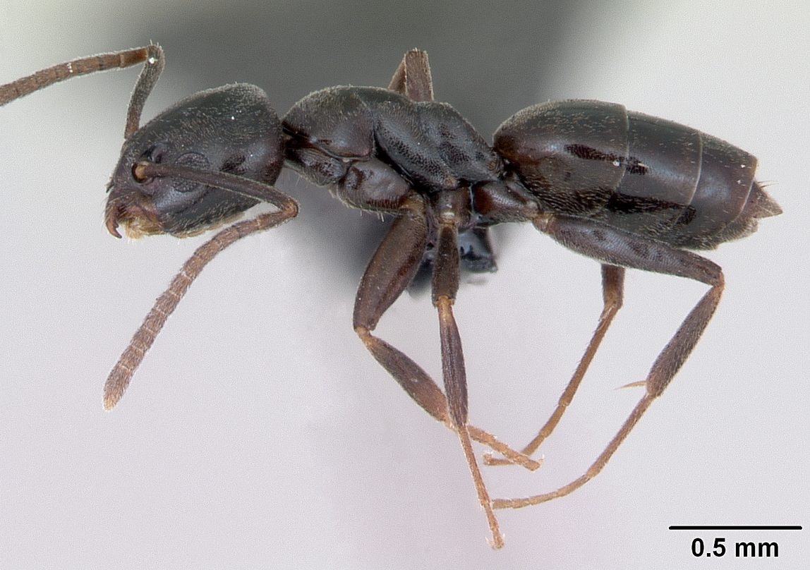 Erratic Ant -Tapinoma_erraticum