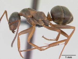 Formica Cunicularia Ants