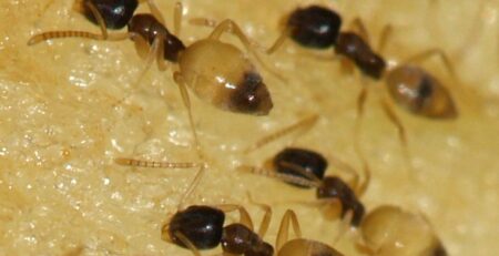 Ghost Ants - Tapinoma Melanocephalum