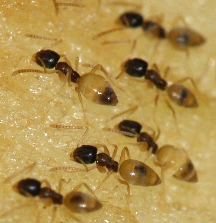 Ghost Ants - Tapinoma Melanocephalum