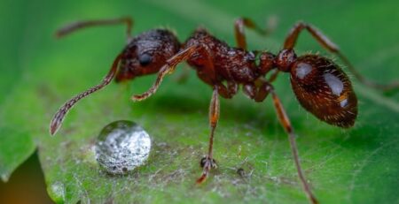 How Do You Give Sugar Water to Ants?