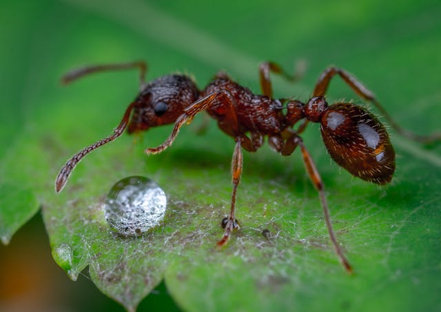 How Do You Give Sugar Water to Ants?