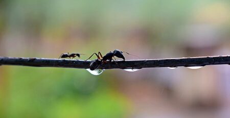 How do you give ants water in an ant farm