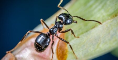 How long does a UK garden ant live?