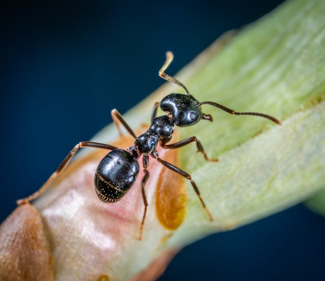 How long does a UK garden ant live?