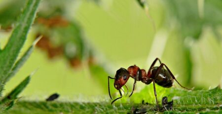 How many ants do you need to start an ant farm?