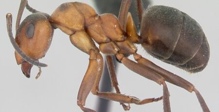 Scottish Wood Ant - Formica Aquilonia