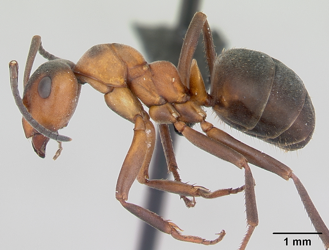 Scottish Wood Ant - Formica Aquilonia