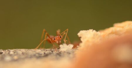 What do UK Ants Eat?