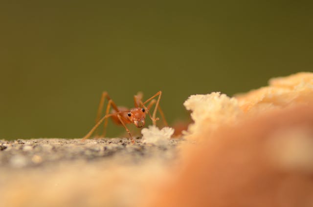 What do UK Ants Eat?