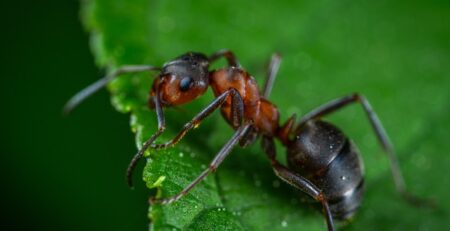 What do you do with dead ants in an ant farm?