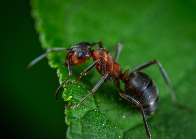 What do you do with dead ants in an ant farm?