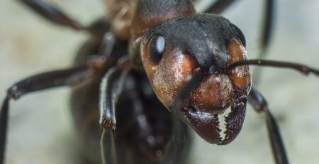 What happens if ants don't have a queen?