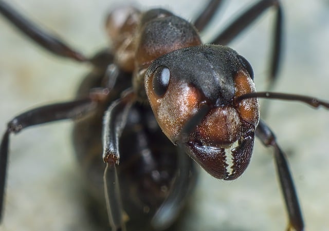 What happens if ants don't have a queen?