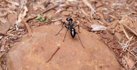 What is the Biggest UK Ant?